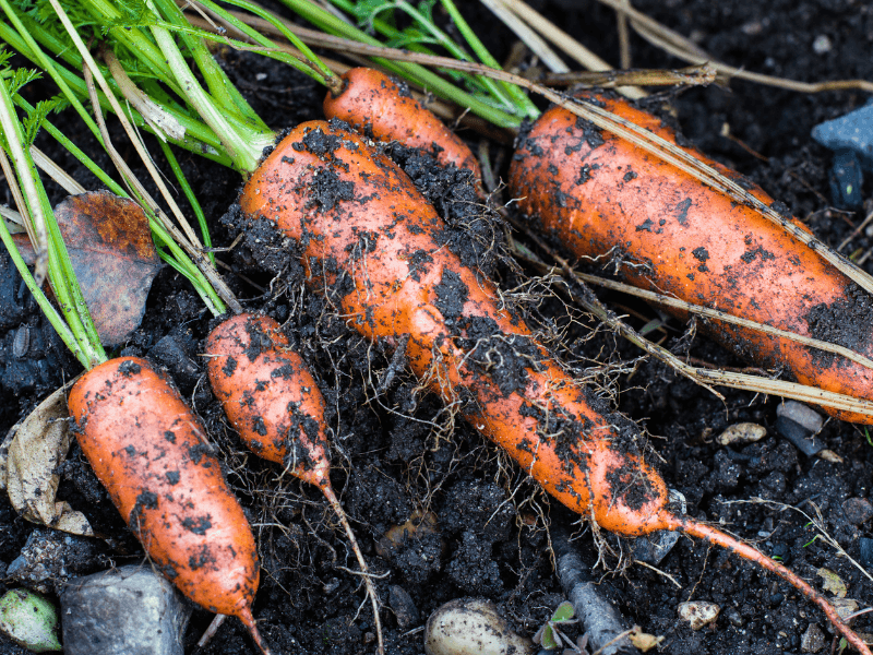 Vitamin B12-Mangel bei veganer Ernährung vermeiden!