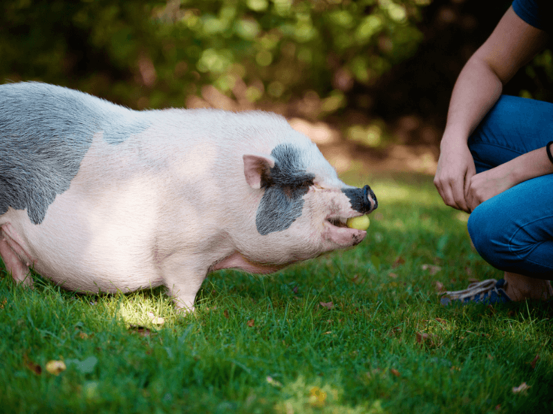 6 Dinge, die sich durch die vegane Ernährung in meinem Leben verändert haben