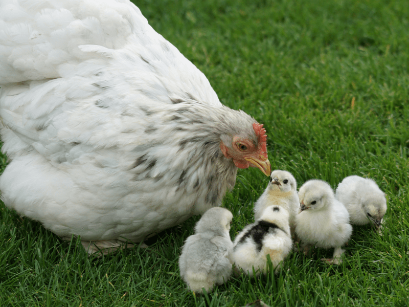 Wie ich vegan wurde & meine Tipps für deinen Umstieg auf vegan