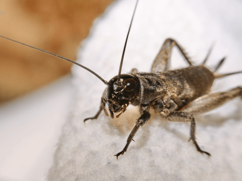 Insekten in Lebensmitteln – das ist jetzt erlaubt!