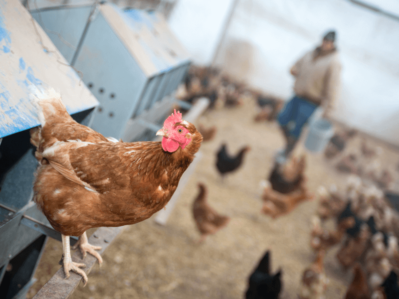 Sind Eier von eigenen Hühnern eine vertretbare Alternative zur Massentierhaltung?