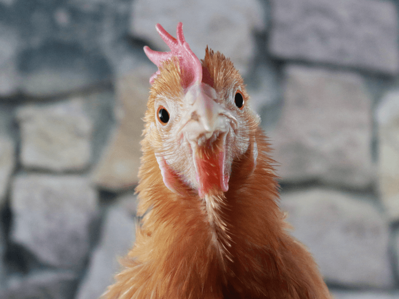 Sind Eier von eigenen Hühnern eine vertretbare Alternative zur Massentierhaltung?