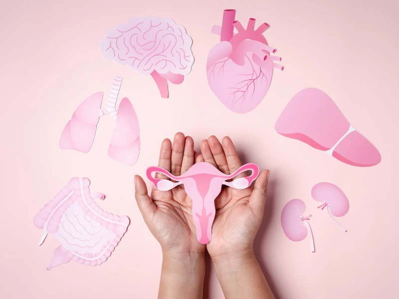Hände halten eine Gebärmutter aus Papier, umgeben von Gehirn, Herz, Lunge und Darm, als Symbol für die Inhalte der Frauengesundheit Ausbildung